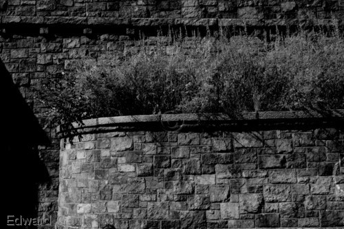Photography-Figurative-Summer's Growth