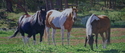 Drawing--Colored pencil-AnimalsWild Bill's Horses