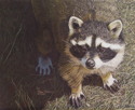 Drawing--Colored pencil-AnimalsLittle Bandit