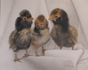 Drawing--Colored pencil-AnimalsThree Cute Chicks
