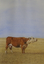 Drawing--Colored pencil-AnimalsHereford Mama