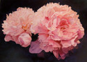 Drawing--Colored pencil-BotanicalSarah Bernhardt Peonies