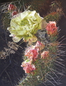 Drawing--Colored pencil-BotanicalCactus Flower