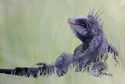 Drawing--Colored pencil-AnimalsLuwanna Iguana