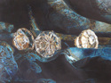 Drawing--Colored pencil-Still LifeAunt Clara's Collection