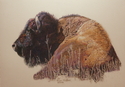Drawing--Colored pencil-AnimalsTatanka IV