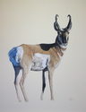 Drawing--Colored pencil-AnimalsLoner