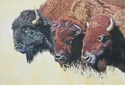 Drawing--Colored pencil-AnimalsTatanka of the Plains
