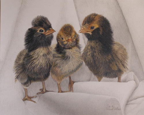 Drawing-Animals-Three Cute Chicks
