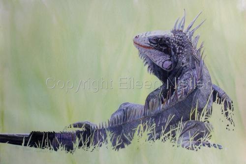 Drawing-Animals-Luwanna Iguana