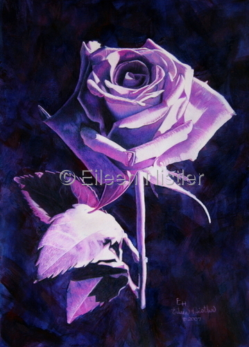 Drawing-Botanical-Preponderance of Purple - Rose From Jan