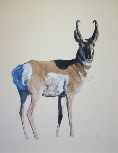 Drawing-Animals-Loner