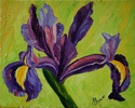 Iris on Green