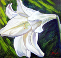 WHITE LILY oil on canvas