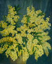 MIMOZA oil on canvas