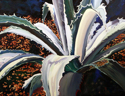Lin Hampton - Agave III