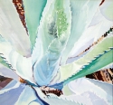 Agave%20I (thumbnail)