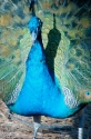 Elgin Cannon - Peacock Shadow