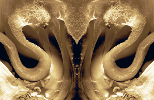 Digital Art-Abstract-Echo's Love
