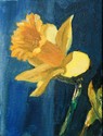 Daffodil II