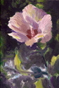 Rose of Sharon