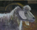 Cashmere Goat Portrait