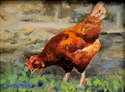 Chicken Scratch