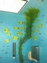 Other-Aquarium Mural