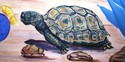 Other-Desert Plants and Animals Mural