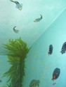 Other-Aquarium Mural