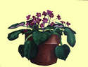 My Favorite Violet