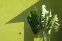 Ellen McKnight - Study in Green