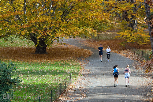 Photography-Autumn Run