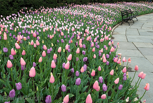 Photography-Pastel Tulips