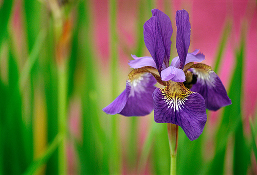 Photography-Iris