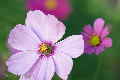 Photography-Cosmos Flowers