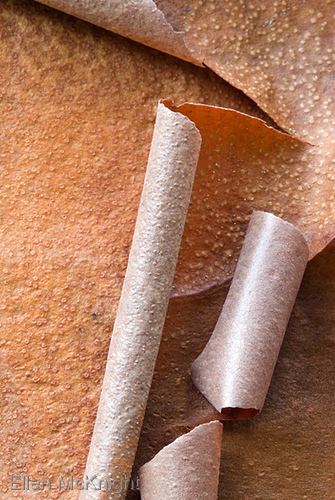 Photography-Paperbark Maple