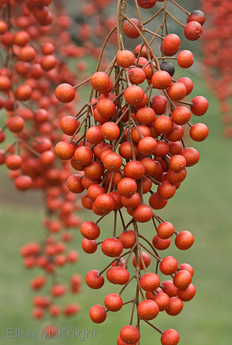 Photography-Japanese Iigiri Tree