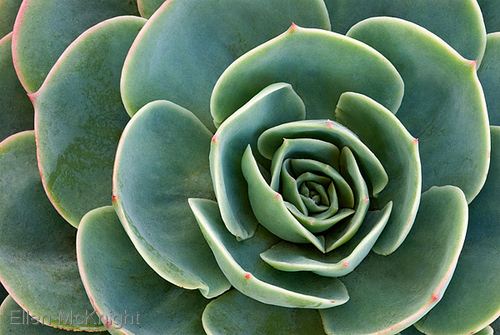 Photography-Hen Flower