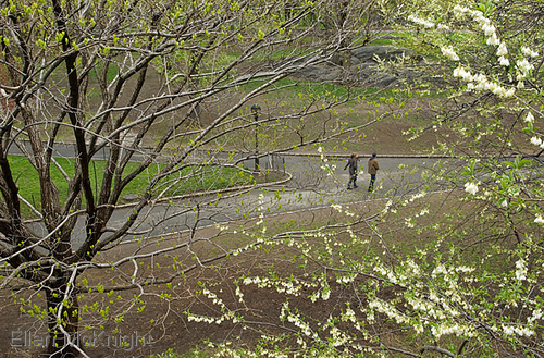 Photography-Spring Walk