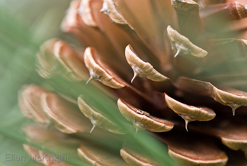 Photography-Pitch Pine Cone