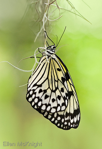 Photography-Tree Nymph Butterfly