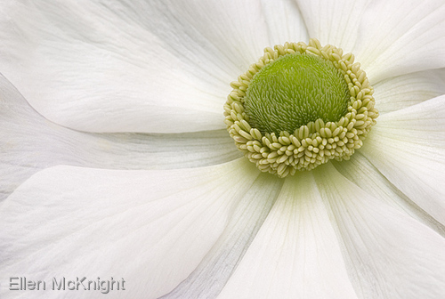 Photography-White Anemone