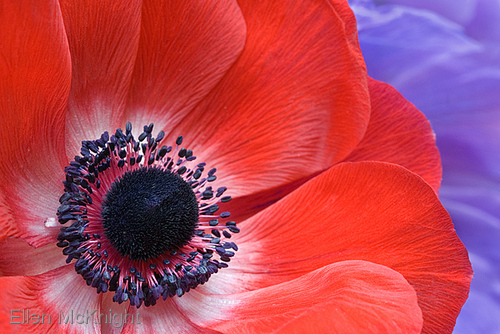 Photography-Anemones