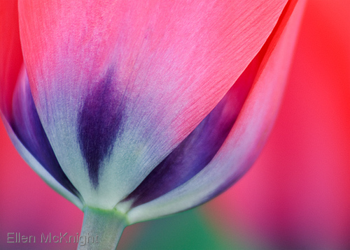 Photography-Blue-bottomed Tulips