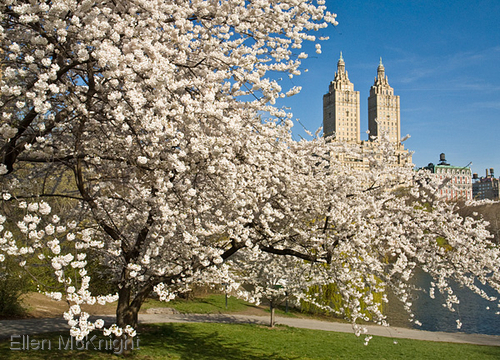 Photography-Crabapple Tree Blossoms