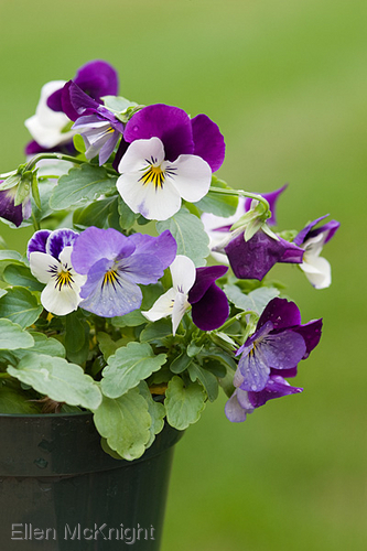 Photography-Pansies