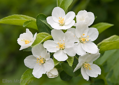 Photography-Sargent Crabapple Blossoms