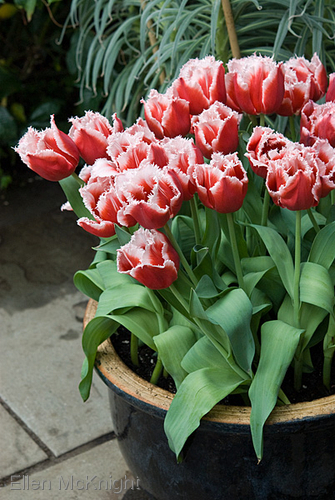 Photography-Fringed Tulips
