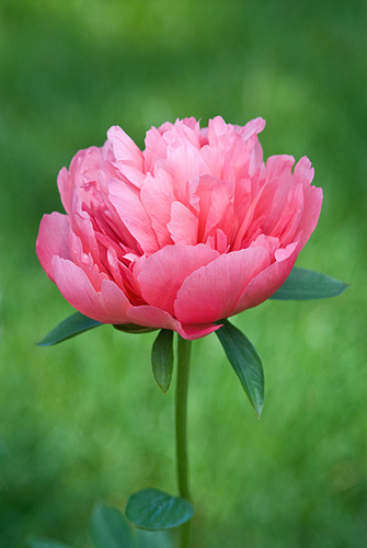 Photography-Peony